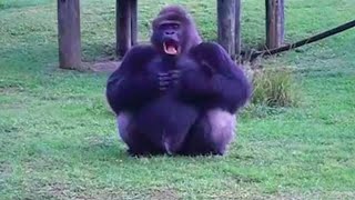 GORILLA USING SIGN LANGUAGE||LITE DELIGHT