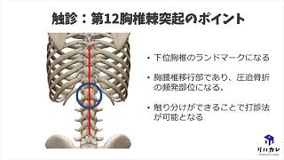 第12胸椎棘突起（Th12）の触診のコツ［骨の触診］