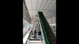 Cherry coffee processing line