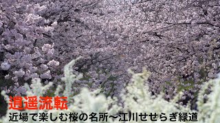 【カメラ】逍遥流転〜近場で楽しむ桜の名所：江川せせらぎ緑道