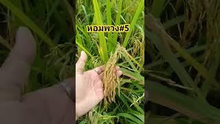 หอมพวง#5 | #500subs #เท็นเดอร์ #กิ่งทองใบหยกคู่เกษตรกรไทย #farming #farm #กิ่งทองใบหยกนำโชค