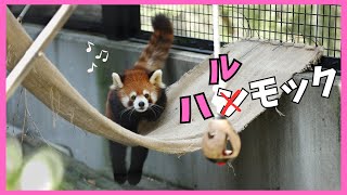 Harumaki the red panda playing in a hammock