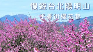 Cherry Blossom Lane, Yangmingshan｜Taipei, Taiwan Sightseeing and Tourist Attractions Recommendations