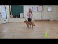 dog training working with a dog that was called an