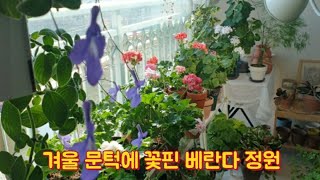 11월 햇빛 부족한 동향 꽃베란다 근황 /한국제라늄 소개/삽목둥이들/제라늄 전용 분갈이 흙