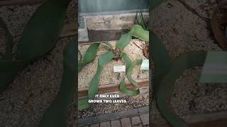 Did you know about this plant? #welwitschia at Stockholm botanical gardens #plants #endangered