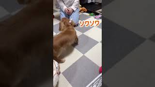 愛犬が男の娘になりました。【ミニチュアダックスフンド】#shorts