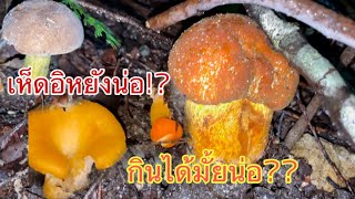 หาเห็ดในป่าญี่ปุ่น