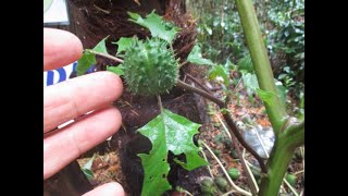 Jimson weed in a Northern garden