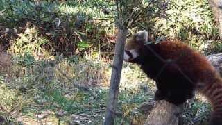 埼玉県こども動物自然公園 レッサーパンダ ハナビを追いかけて追われるリリィっ仔　Red Panda Children of Lily to be chased chasing Hanabi