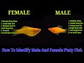 6 Way To Identify Male And Female Platy Fish