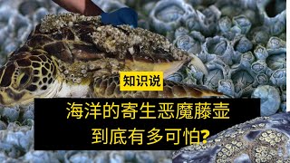 海洋的寄生恶魔藤壶到底有多可怕? - 知识说