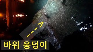 바위 웅덩이 속 귀한 물고기 가 잠을 잔다 ??