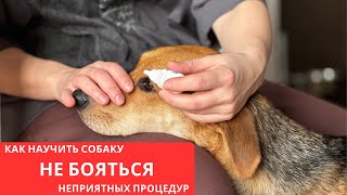 Как приучить собаку закапывать глаза