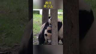 莽仔和莽小五 #panda