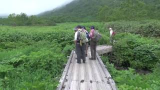 白馬栂池自然園夏の花トレッキング・ミヤマキンポウゲ