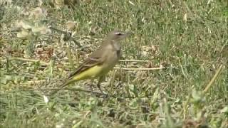 Western Yellow Wagtail Motacilla flava. - Κιτρινοσουσουράδα  - Σεισοπυγίς η κιτρίνη  - Cyprus