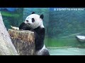 圓仔趴在木桌吃筍筍，圓仔優雅慢慢吃 熊貓貓熊the giant panda yuan yuan and yuan bao 台北市立動物園