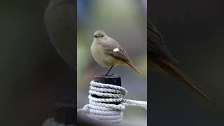 靜觀自然：與可愛的 #黃尾鴝 短暫相遇 #daurianredstart #北紅尾鴝 #雌鳥 #ジョウビタキ