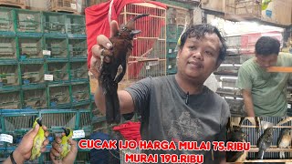 BANYAK PILIHAN CUCAK IJO HARGA MULAI 75.RB. MURAI BATU 190.RB