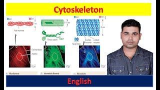 Cytoskeleton| Cytoskeleton structure and function| Cytoskeleton class 11| Cytoskeleton bsc 1st year