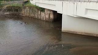 新加坡郊区野生水獭 City In Nature_ Smooth-coated Otters In South West Singapore _ 20mar2023 7.36am