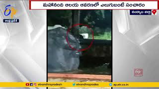 మహానంది ఆలయంలో ఎలుగుబంటి !! | Bear Wandering at Mahanandi Temple Premises | Nandyal District