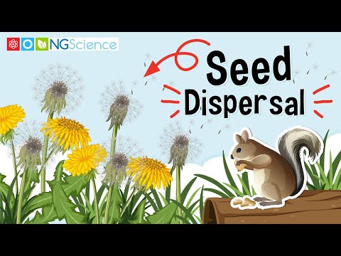 What are the ways of seed dispersal?
