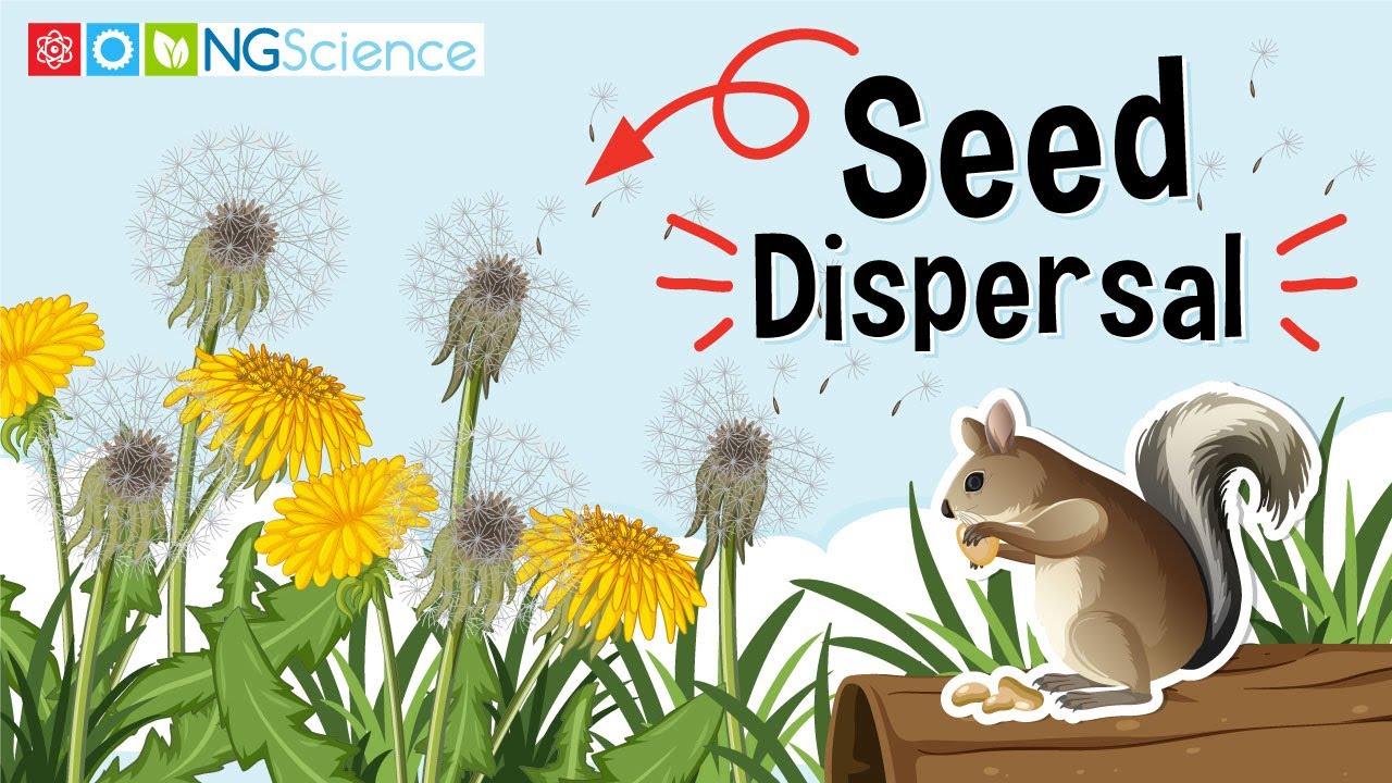 Seed Dispersal Youtube