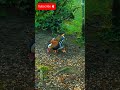 Mandarin duck #shorts #short #viral #video #shortvideo #shortsvideo #duck #bird #funny