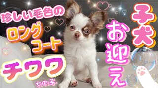 珍しい毛色のロングコートチワワの子犬をお迎え！