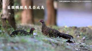 台灣特有種鳥類介紹：藍腹鷴