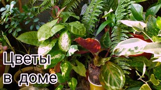 Indoor flowers 🌿Комнатные цветы 🌿Воскресный обзор