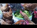 Feeding my Kuroiler Chickens Azolla to Reduce Cost of Feeds