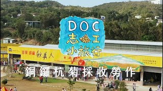 2021《DOC 志工小旅行》銅鑼杭菊採收勞作 / 明基基金會