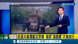 #國際快訊 留下買路財! 吃貨大象攔截甘蔗車 要付\