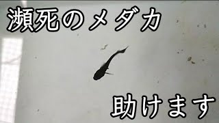 【メダカ】かなりヤバくなったメダカの治療方法