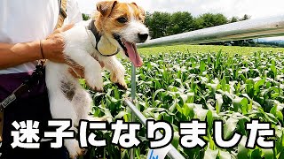 【とうもろこし畑で迷子に】巨大な迷路に愛犬と挑戦した結果…真夏に大変な目にあいました…