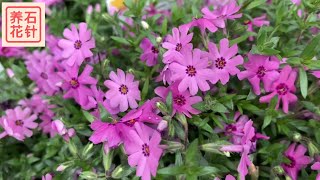 逛花店 - 两种福禄考Garden Phlox, Moss Phlox (Creeping Phlox)