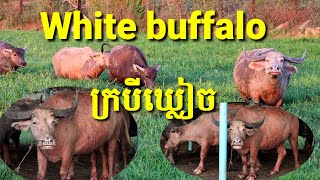 ក្របីឃ្លៀច White buffalo