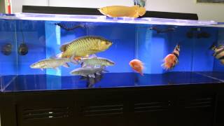 Unduh 510+ Background Aquarium Arwana Golden Red Gratis Terbaik