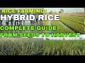 Rice Farming: HYBRID RICE Complete Guide From Seeds to Harvest