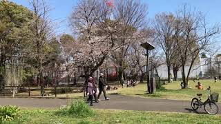 城北公園 花見 動画⑦ 2020年3月25日