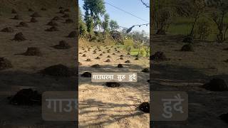 कतिले देख्नु भाछ यस्तो ल हेर्नुस पहाडतिर सिजन सुरु # village life