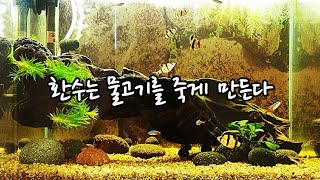 환수는 물고기를 죽게 만든다‼️구피,네온테트라,수마트라 ..물생활 정답은 소통입니다..♡