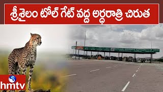 శ్రీశైలం టోల్ గేట్ వద్ద అర్ధరాత్రి చిరుత | Cheetah Hulchul At Srisailam Toll Gate At Midnight  |hmtv