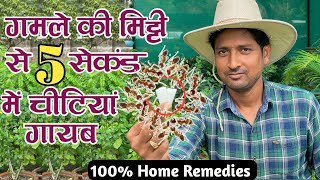 गमले की मिट्टी से 5 सेकंड में चीटियां गायब | Ant Control Home Remedies | Ant Control In Garden