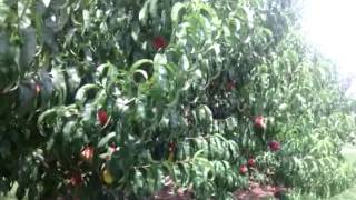 A look inside our peach orchard.