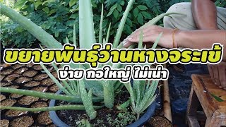 ขยายพันธุ์ว่านหางจระเข้ ง่ายมาก ไม่เน่า กอใหญ่ๆ