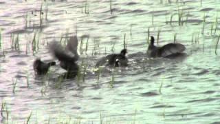 COOT FIGHT